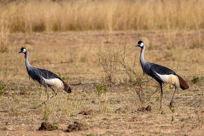 Black crowned crane
