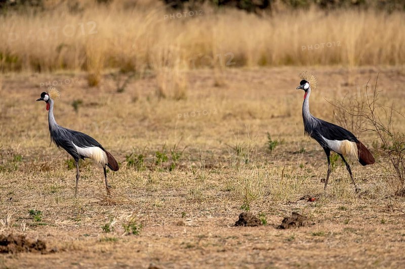 Black crowned crane