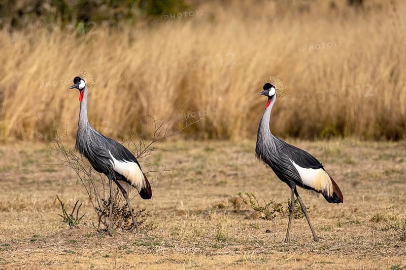 Black crowned crane