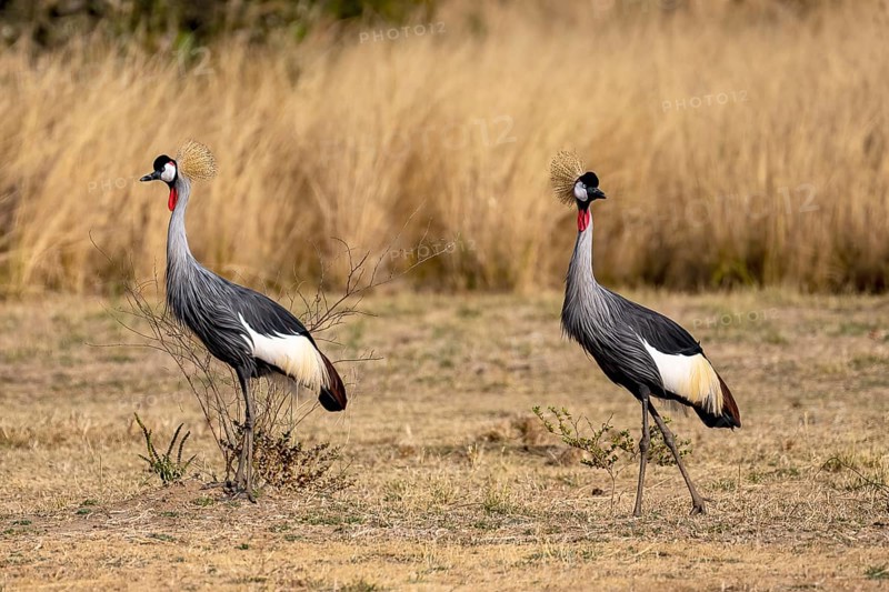 Black crowned crane