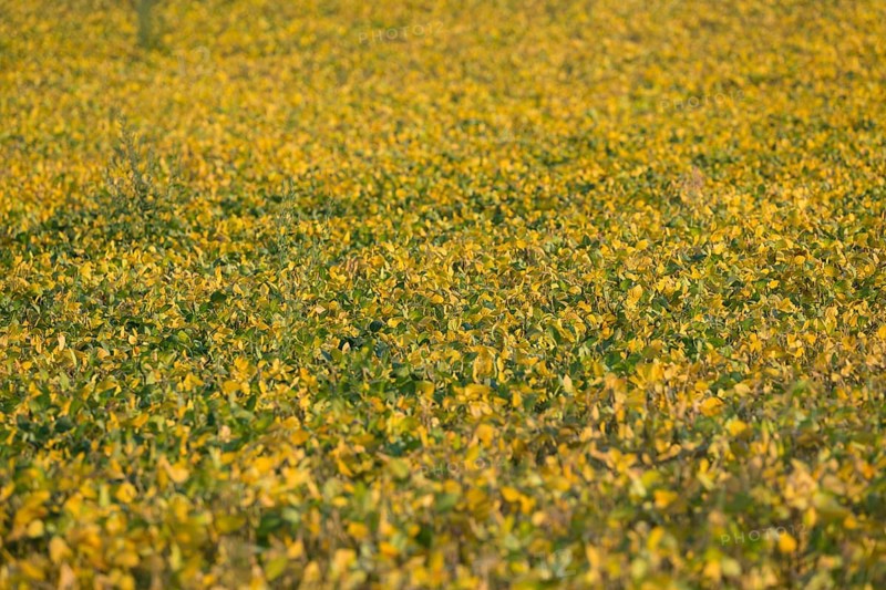 Field with soja