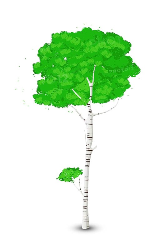 Silver birch tree over white background
