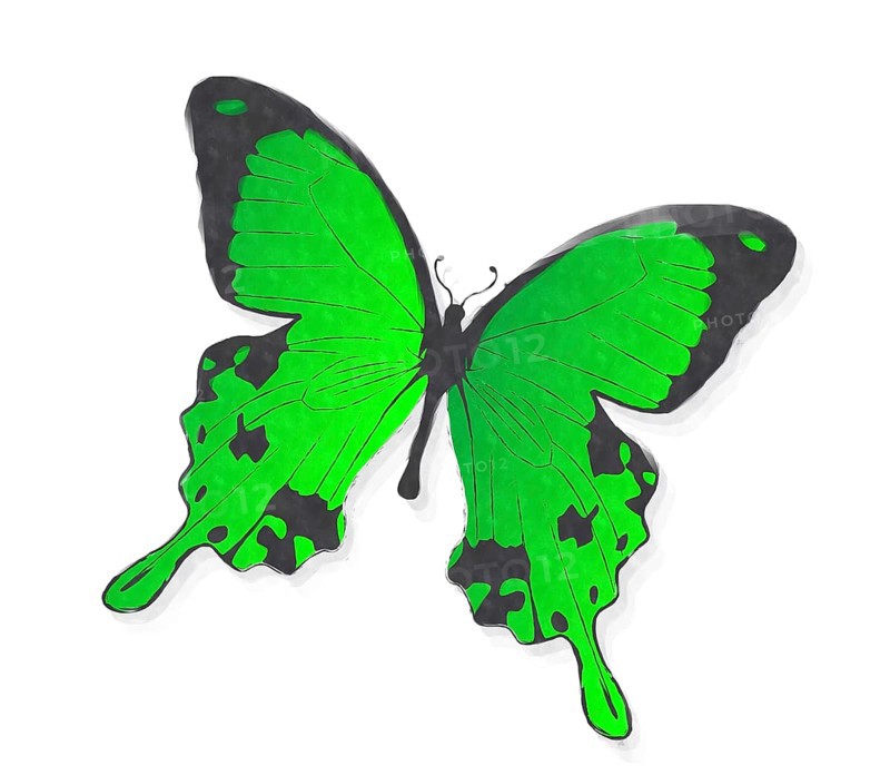Green butterfly in watercolors over white background