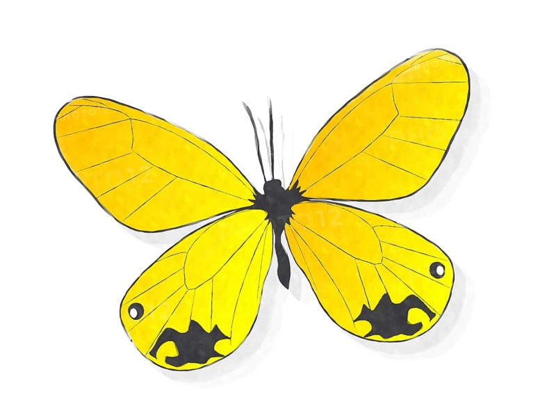 Yellow butterfly watercolor style drawing over white