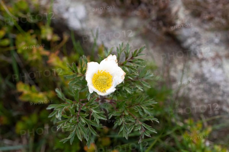 Alpine pasqueflower