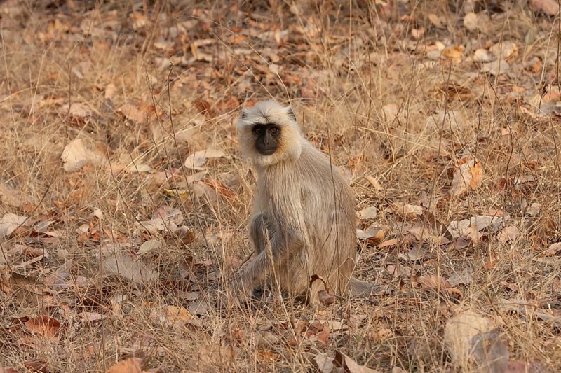 Gray langur