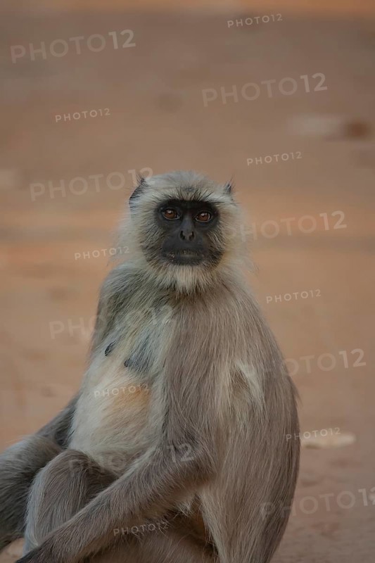 Gray langur
