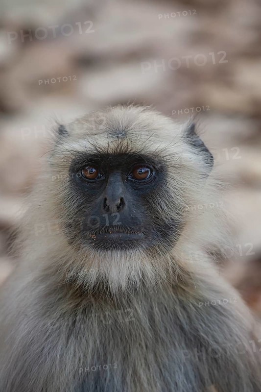 Gray langur