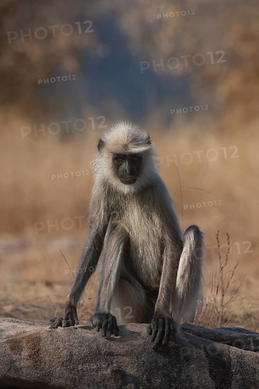 Gray langur
