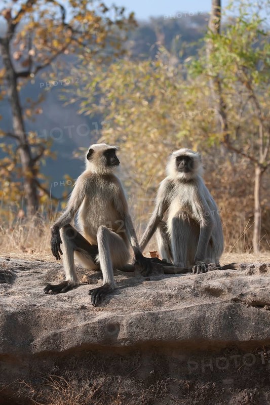 Gray langur