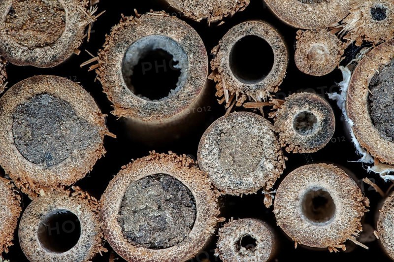 Sealed nest cavities by mason bees