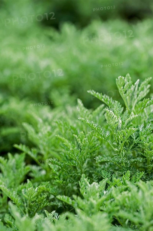 Sea wormwood