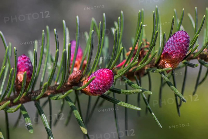 European european silver fir