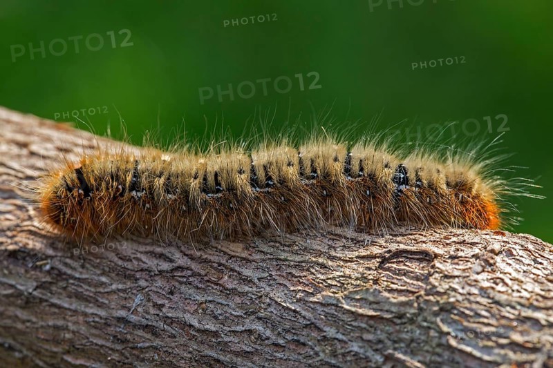Drinker moth