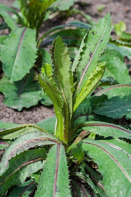 Wild Lettuce