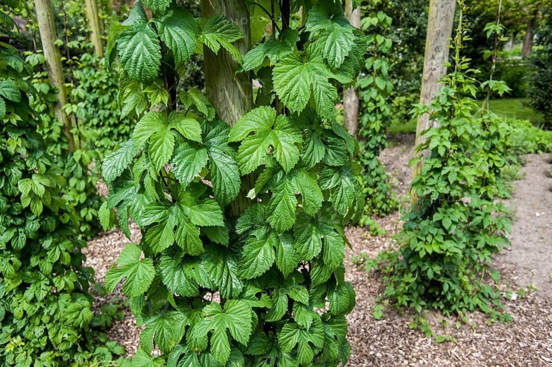 Common hop