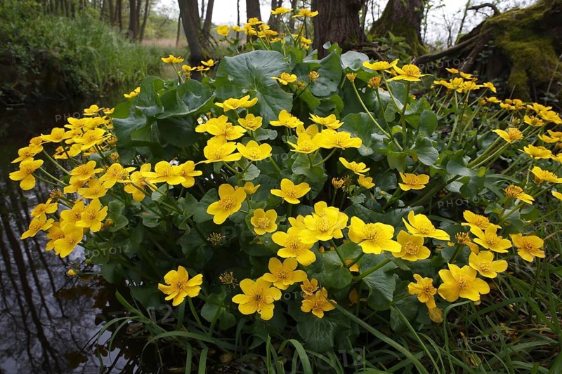 Marsh marigold