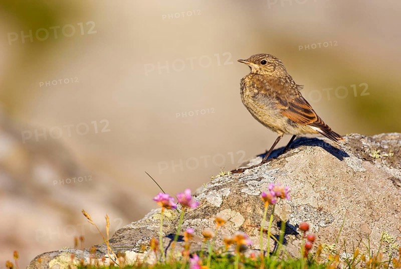 Northern Wheatear