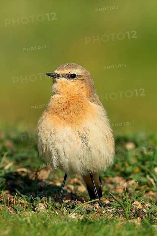 Northern Wheatear