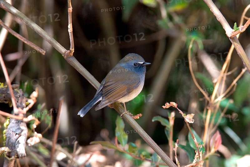 Cinnamon-throated Flycatcher