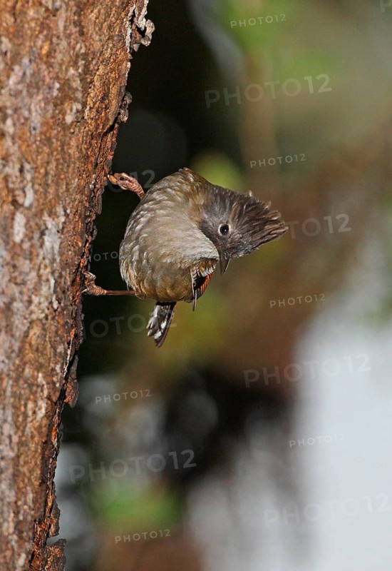 Stripe-headed sibia