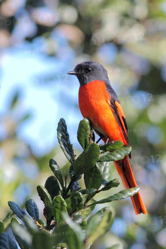 Grey-chinned Minivet