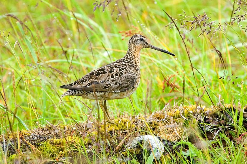 Adult wilson's snipe