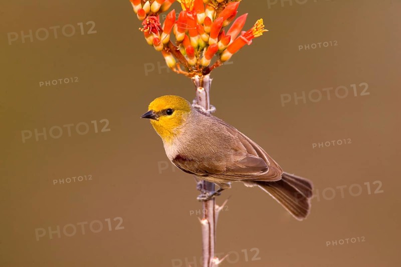 Verdin