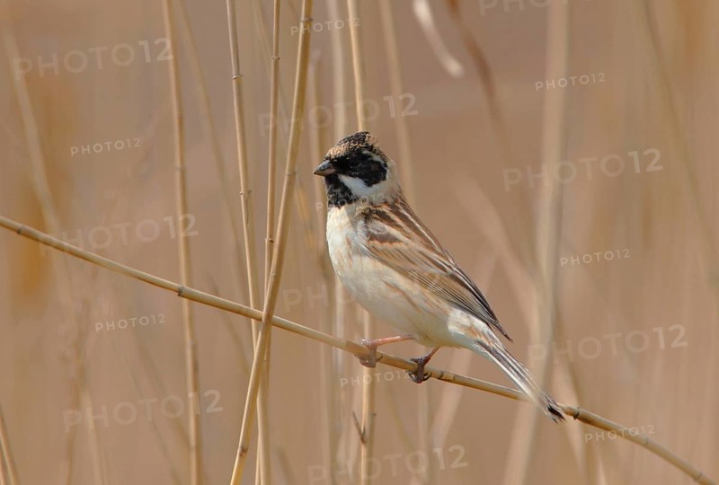 Pallas's Reed Bunting