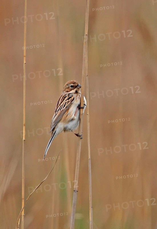 Pallas's Reed Bunting