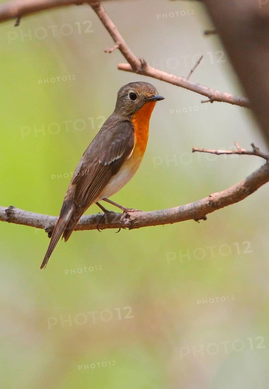 Mugimaki flycatcher