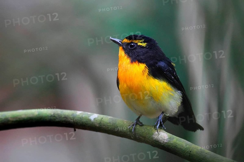 Narcissus flycatcher