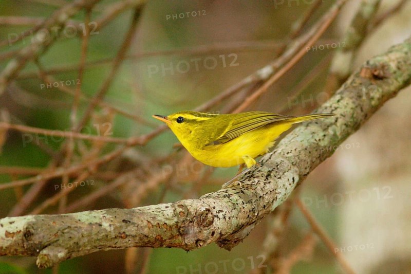 Hainan Leaf-warbler