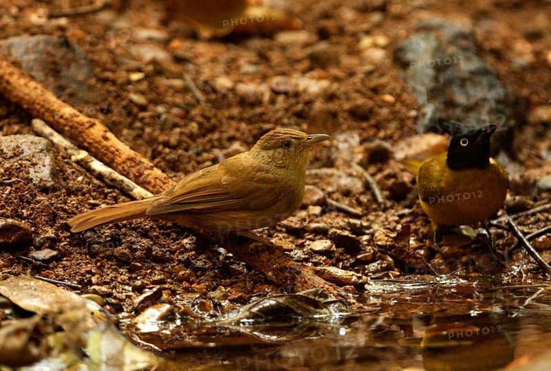 Black crested bulbul