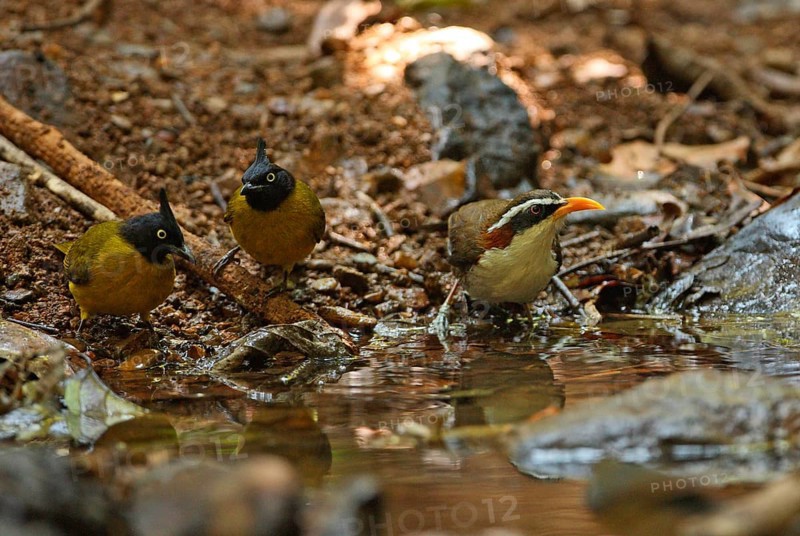White-browed scimitar babbler
