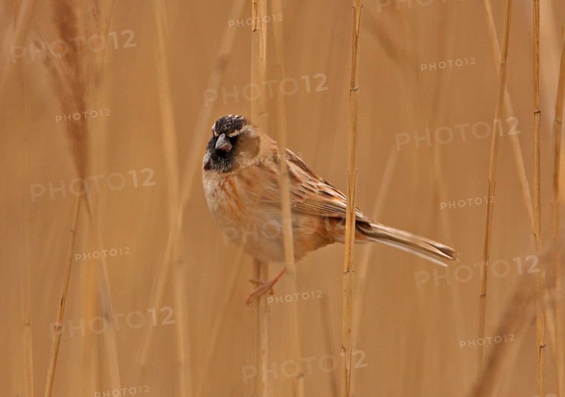 Japanese reed bunting