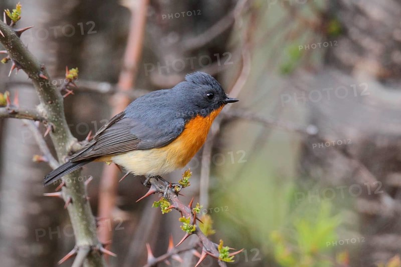 Slaty-backed Flycatcher