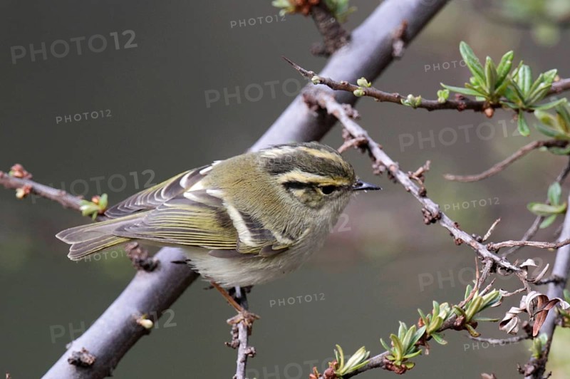 Sichuan Leaf-warbler