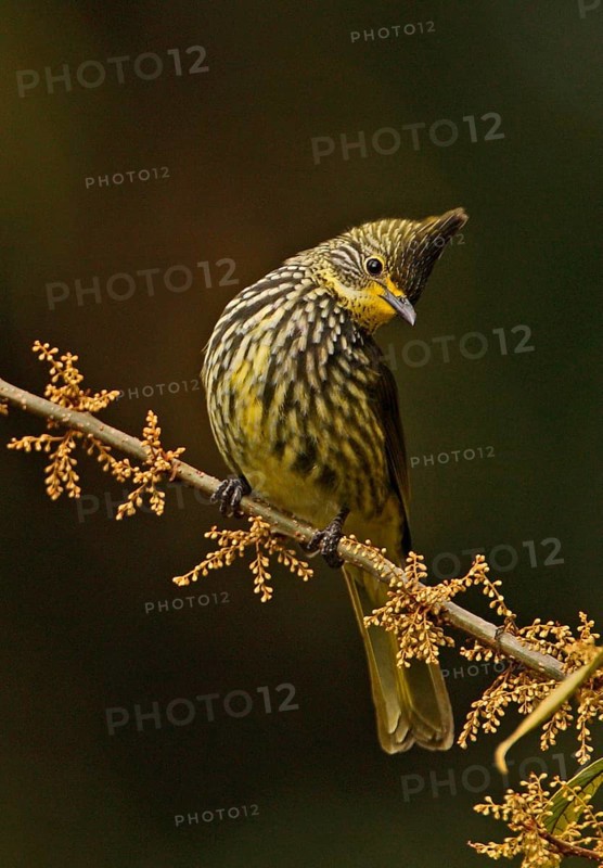 Striated Bulbul
