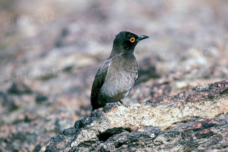 African red-eyed bulbul