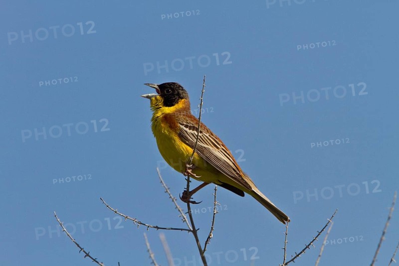 Black-capped Bunting