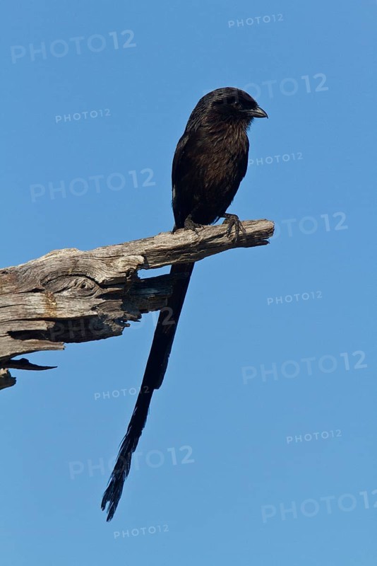 Magpie Shrike