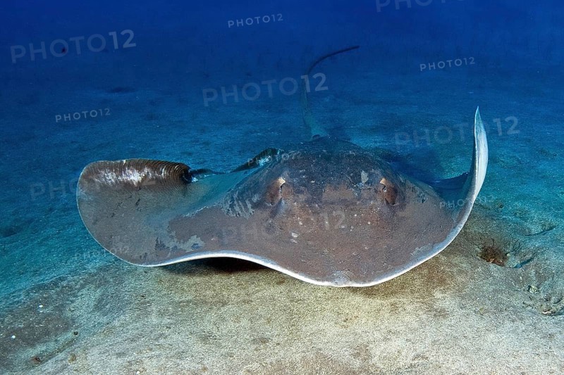 Atlantic Stingray