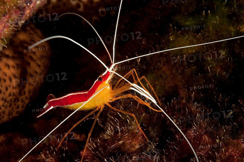 Scarlet-striped cleaning shrimp