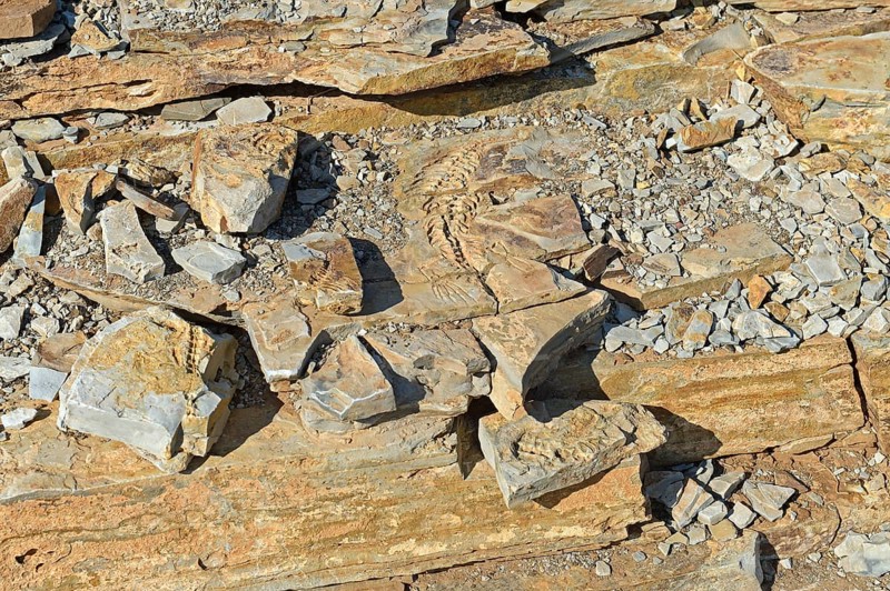 Mesosaurus tenuidens fossil