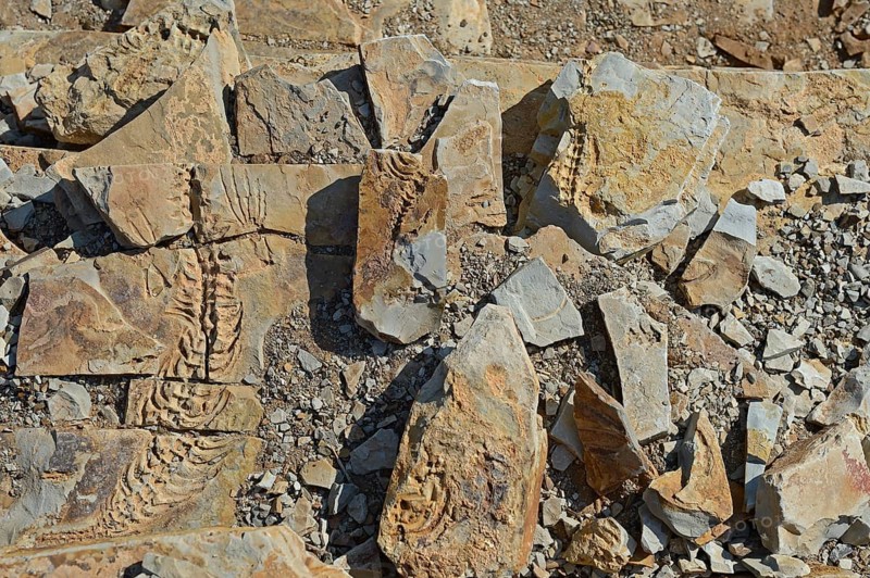 Mesosaurus tenuidens fossil