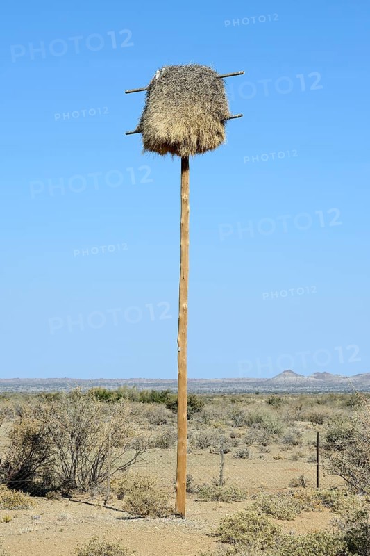 Namibia Nest of the boiling weaver
