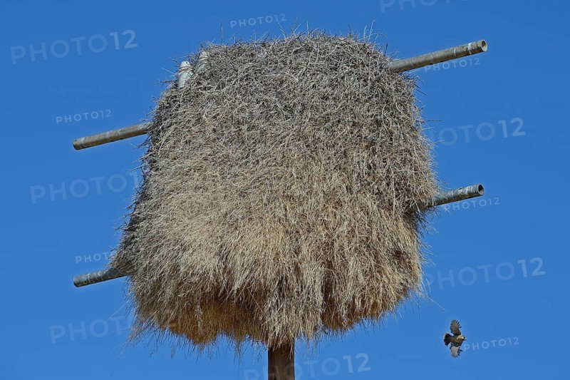 Namibia Nest of the boiling weaver