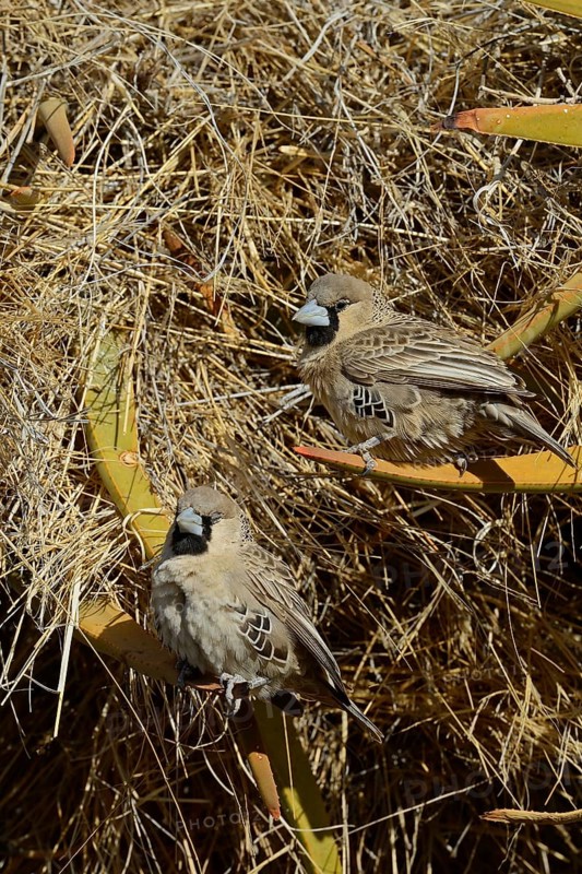 Sociable Weaver