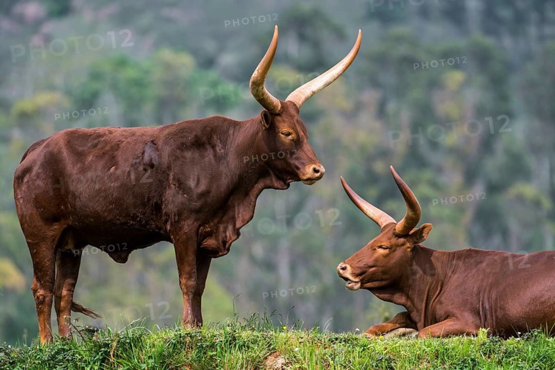 Watussi cattle